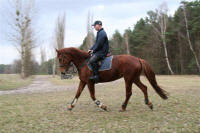 Athena - 2004 mare