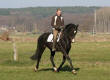 Caligula - 2005 gelding