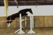 Black Beauty - 2005 German Pony gelding
